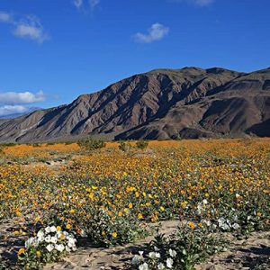 The Best Anza Borrego Camping