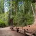 The Best Big Basin Camping