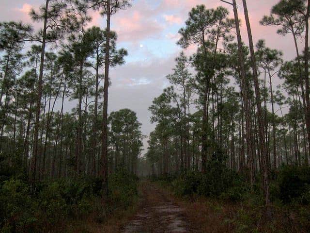 Best Camping in Florida - Long Pine Key