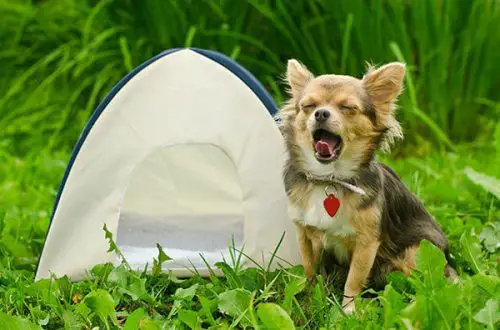 The Best Dog Tent